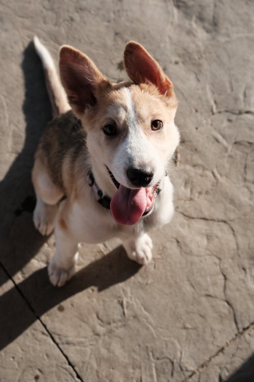 Minnie, an adoptable Mixed Breed in Mandan, ND, 58554 | Photo Image 3