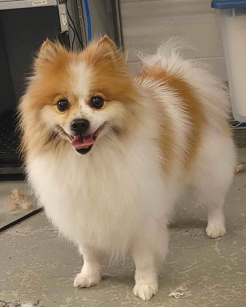 Vinny, an adoptable Pomeranian in Mandan, ND, 58554 | Photo Image 1