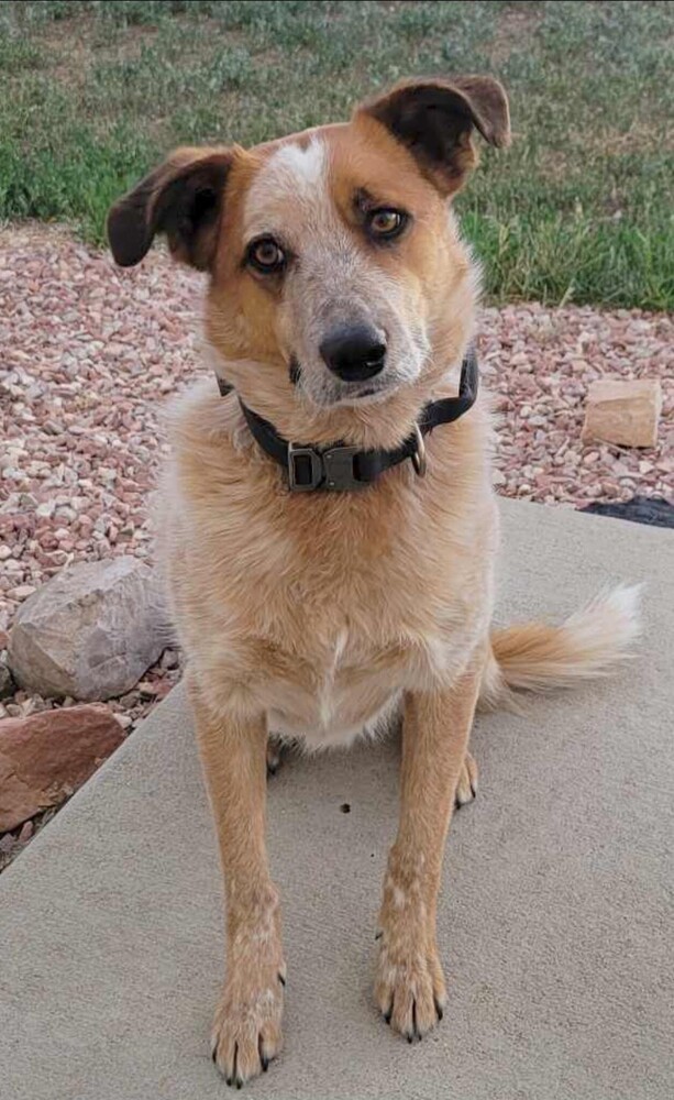 Rone, an adoptable Australian Shepherd, Mixed Breed in Cortez, CO, 81321 | Photo Image 1