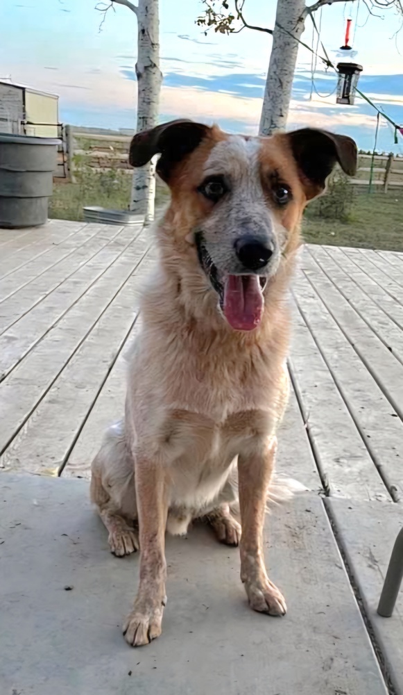 Rone, an adoptable Australian Shepherd, Mixed Breed in Cortez, CO, 81321 | Photo Image 2