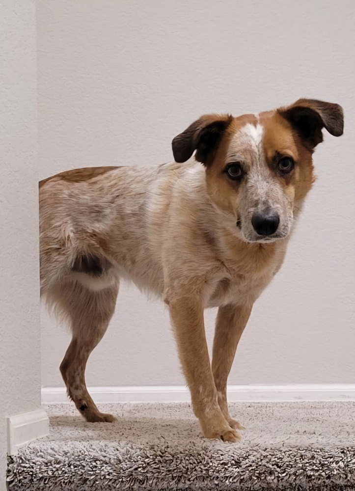 Rone, an adoptable Australian Shepherd, Mixed Breed in Cortez, CO, 81321 | Photo Image 3