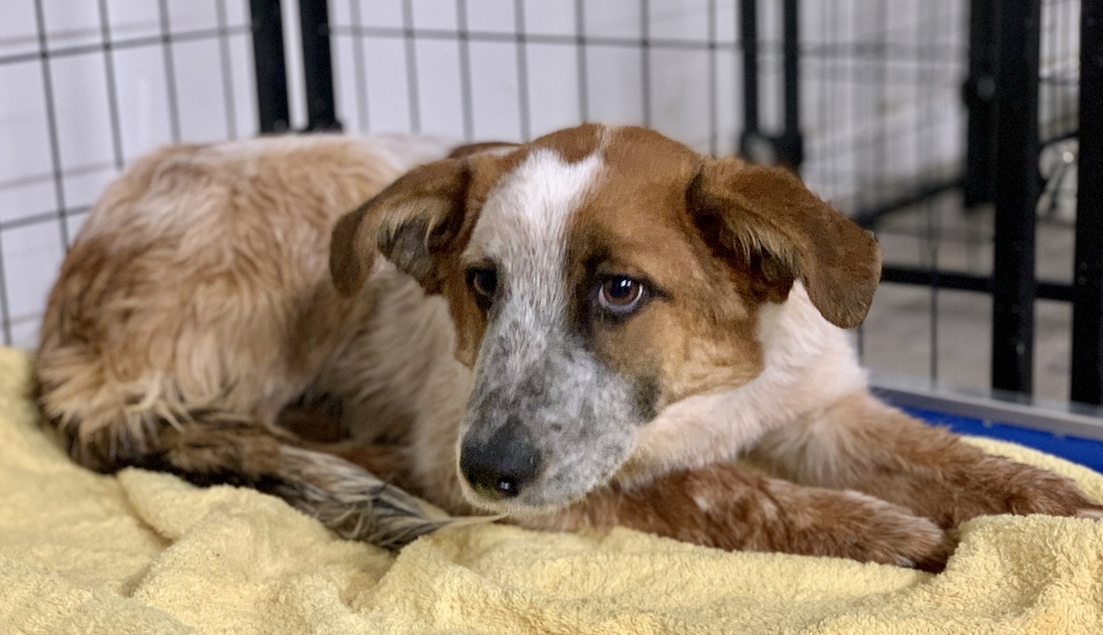 Rone, an adoptable Australian Shepherd, Mixed Breed in Cortez, CO, 81321 | Photo Image 6