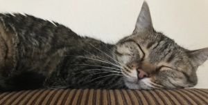 Sadie, Adult Female unknown