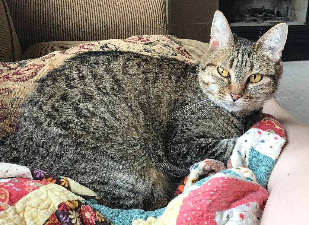 Sadie, an adoptable Domestic Short Hair in Palmer, AK, 99645 | Photo Image 2