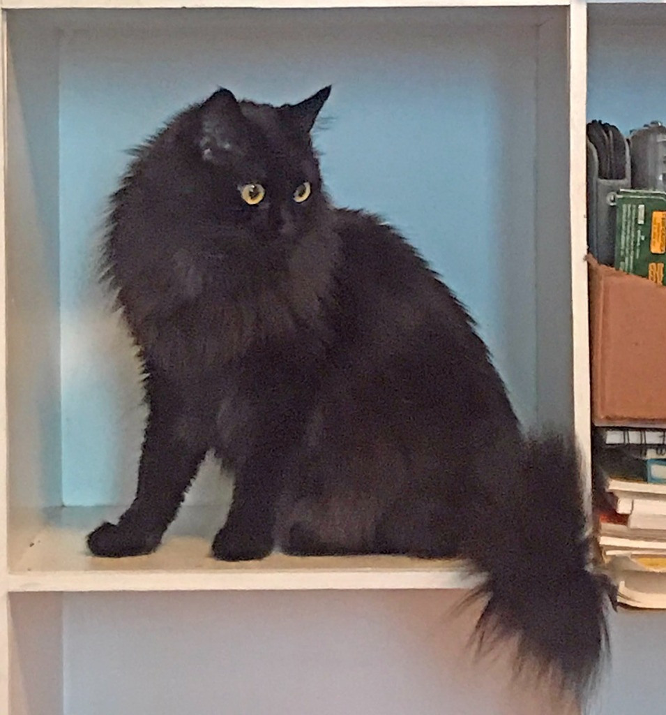 Ramona, an adoptable Domestic Long Hair in Palmer, AK, 99645 | Photo Image 2