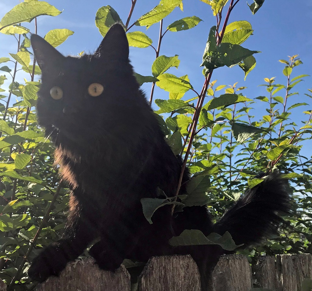 Ramona, an adoptable Domestic Long Hair in Palmer, AK, 99645 | Photo Image 4