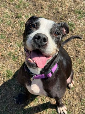 Mazie, Senior Female Pit Bull Terrier