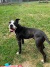 Mazie photo 4