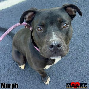 Murph the young male pittie Age1 year Weight 50-60lbs Why Im a 1010 Lets 