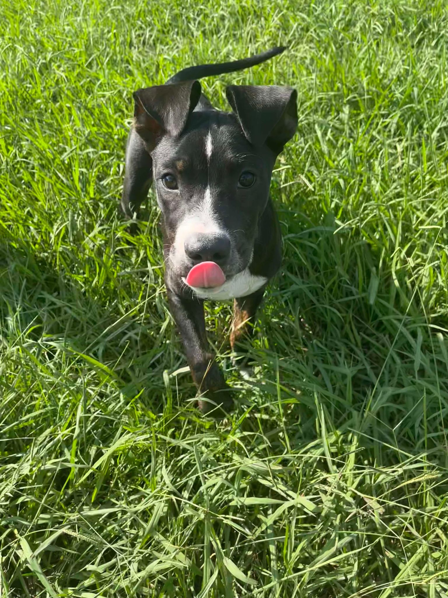 Legend - Lucky, an adoptable Hound in Hubert, NC, 28539 | Photo Image 2