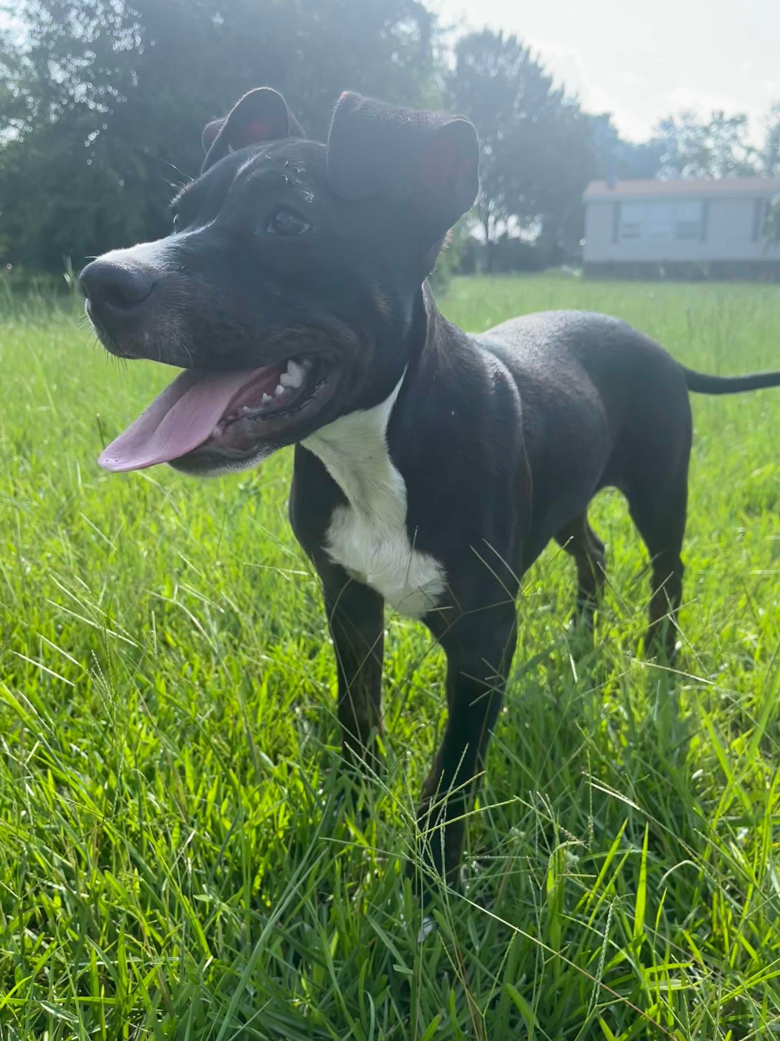 Legend - Lucky, an adoptable Hound in Hubert, NC, 28539 | Photo Image 3