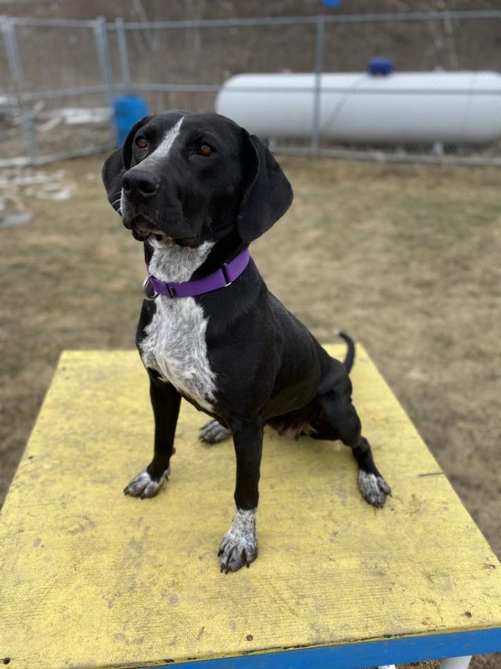 Coonhound lab fashion