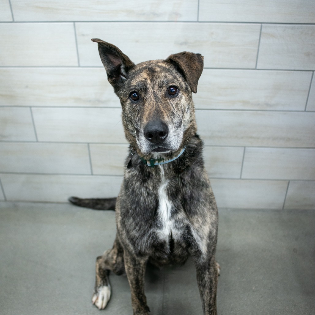 Wolf (aka Cristobal), an adoptable Australian Cattle Dog / Blue Heeler in West Jordan, UT, 84084 | Photo Image 1