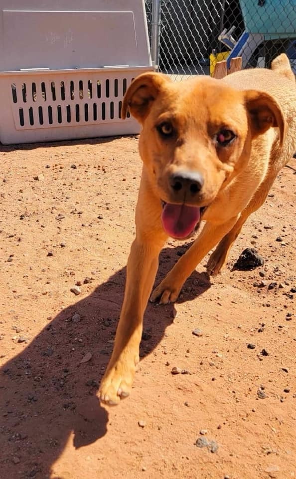 Brown, an adoptable Shepherd, Mixed Breed in Holbrook, AZ, 86025 | Photo Image 1