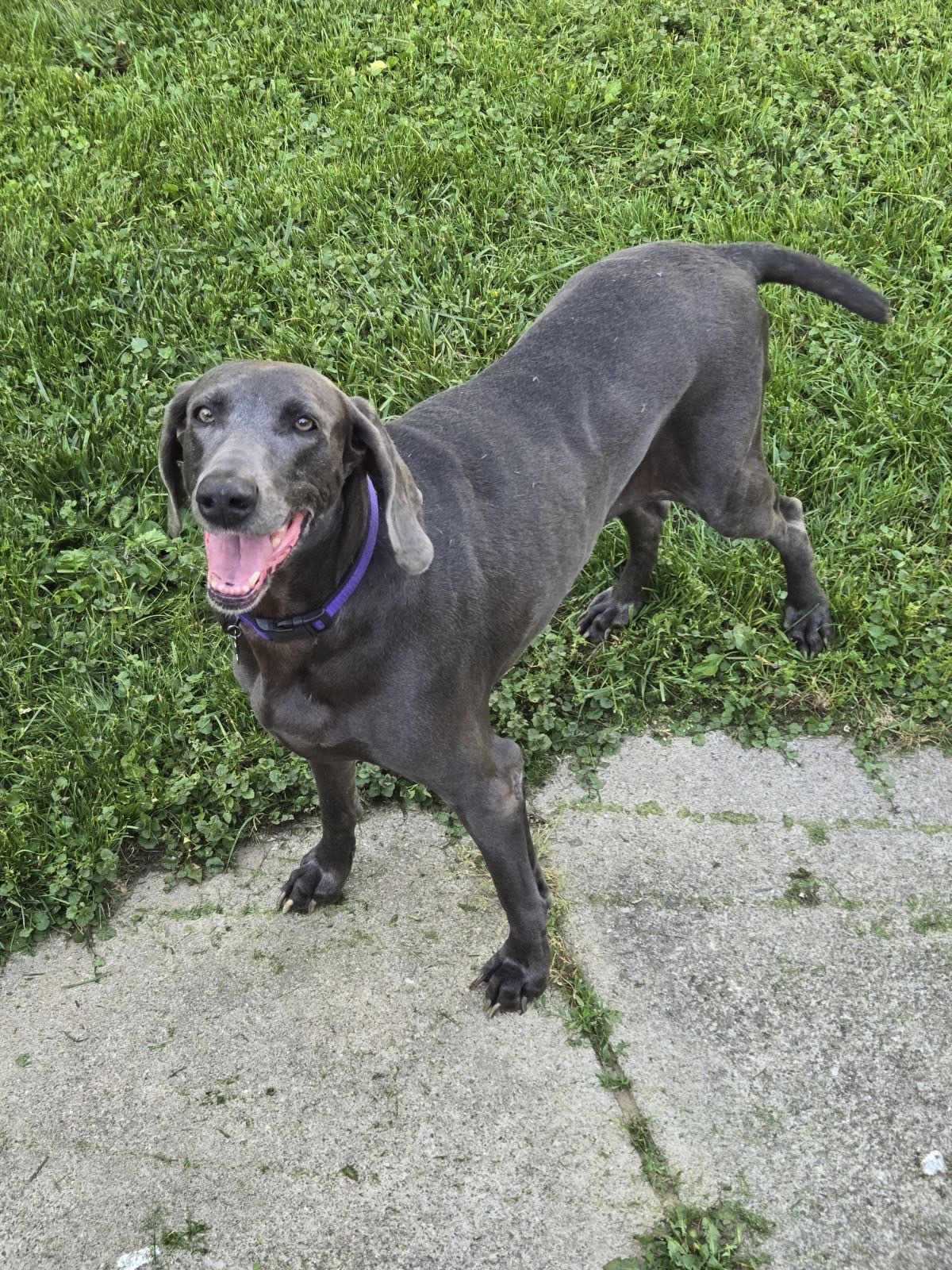 Winnie, an adoptable Weimaraner in Grand Rapids, MI, 49525 | Photo Image 1