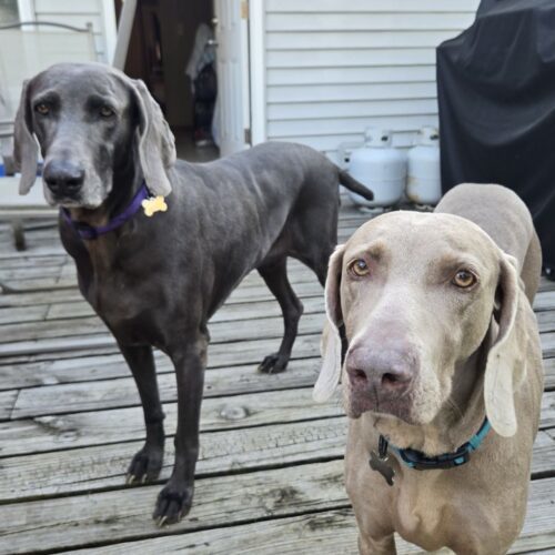 Winnie, an adoptable Weimaraner in Grand Rapids, MI, 49525 | Photo Image 2