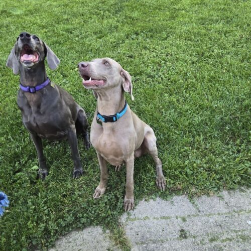 Winnie, an adoptable Weimaraner in Grand Rapids, MI, 49525 | Photo Image 3