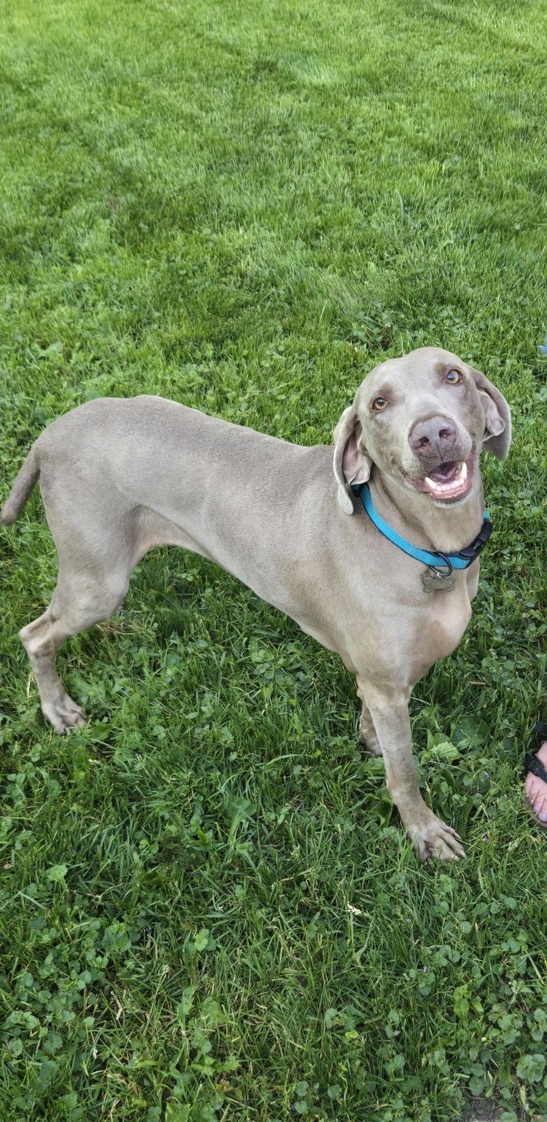 Willow, an adoptable Weimaraner in Grand Rapids, MI, 49525 | Photo Image 1