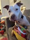 Tootsie photo 3