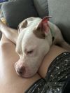 Tootsie photo 4