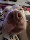 Tootsie photo 5