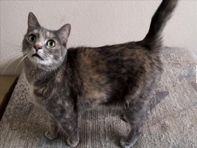 SUNSET, an adoptable Domestic Short Hair in Las Vegas, NV, 89101 | Photo Image 1