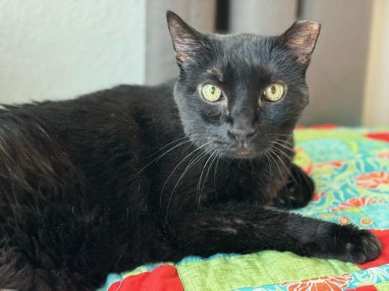 MINNIE, an adoptable Domestic Short Hair in Las Vegas, NV, 89101 | Photo Image 1