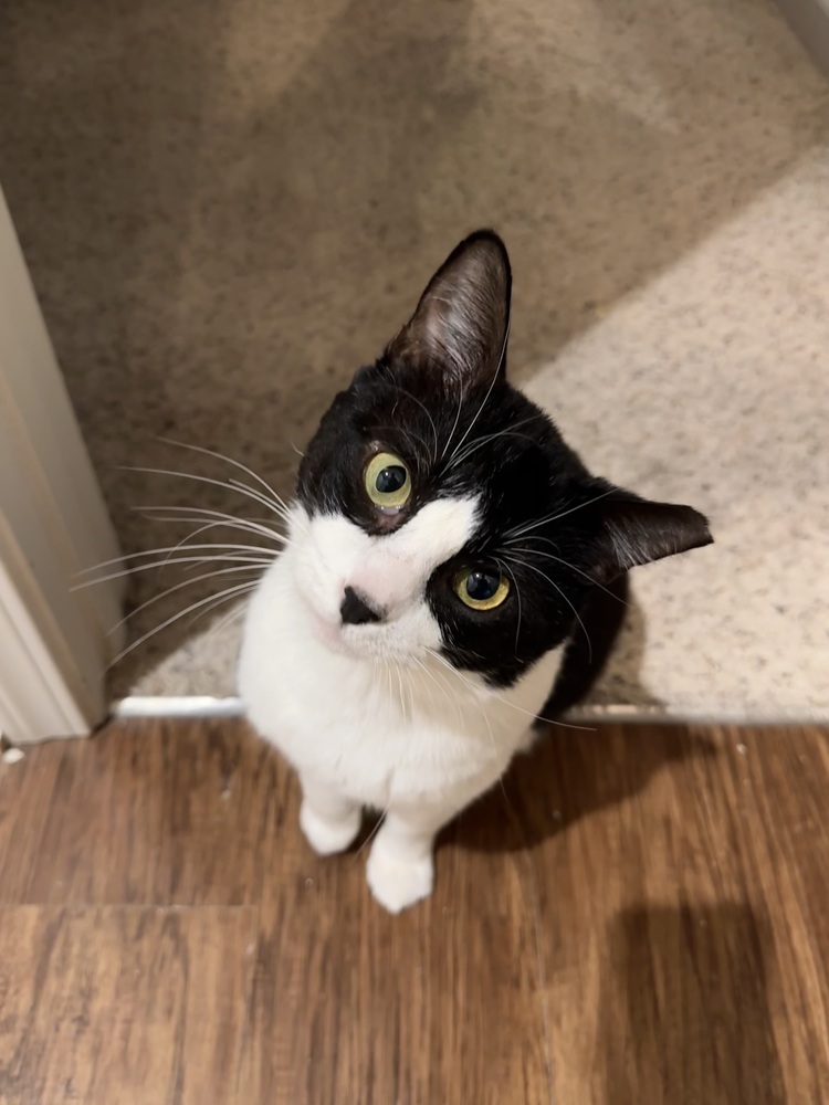 Dixxon, an adoptable Domestic Short Hair in Fort collins, CO, 80526 | Photo Image 1