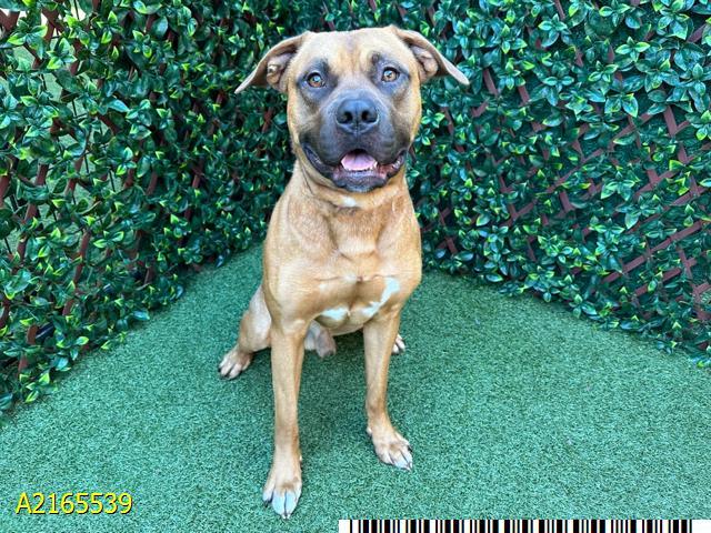 CASINO NIGEL, an adoptable Boerboel, Staffordshire Bull Terrier in West Palm Beach, FL, 33411 | Photo Image 1