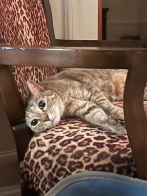 Liv, Young Female Domestic Short Hair