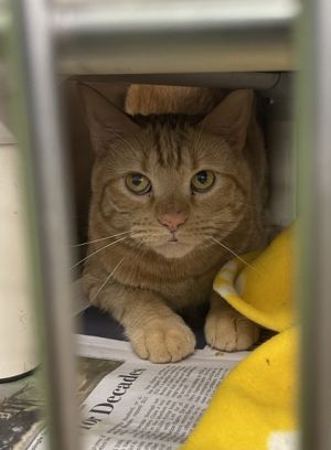 Shy orange boy with a squeaky meow seeks loving home where he will be admired and loved always