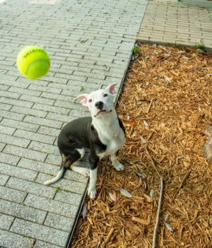 Gigi (Underdog) Pit Bull Terrier Dog