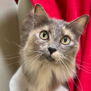 Hi there Im Fifi an outgoing and adventurous 6-year-old dilute tortie with a 