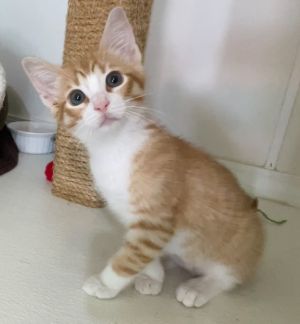 Hi there Im Foxfire an 11-week-old ginger tuxie tabby with a love for adventure As the leader of