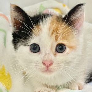 Hi Im Hope Im an 11-week-old calico kitten with mostly white fur and adorable ginger and black s