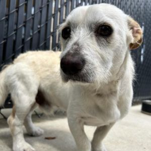 Paco West Highland White Terrier / Westie Dog