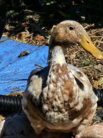 Duck for adoption - Renaldo, a Duck in Eagle Mountain, UT | Petfinder