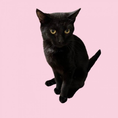 Lorie, an adoptable Domestic Short Hair in Tuscaloosa, AL, 35401 | Photo Image 1