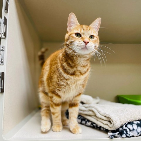 Tigger, an adoptable Domestic Short Hair in Great Falls, MT, 59404 | Photo Image 2