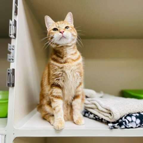 Tigger, an adoptable Domestic Short Hair in Great Falls, MT, 59404 | Photo Image 3