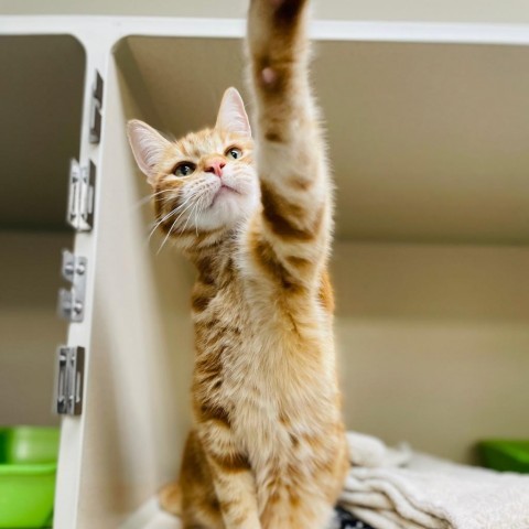 Tigger, an adoptable Domestic Short Hair in Great Falls, MT, 59404 | Photo Image 4