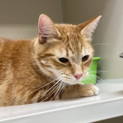 Tigger, an adoptable Domestic Short Hair in Great Falls, MT, 59404 | Photo Image 5