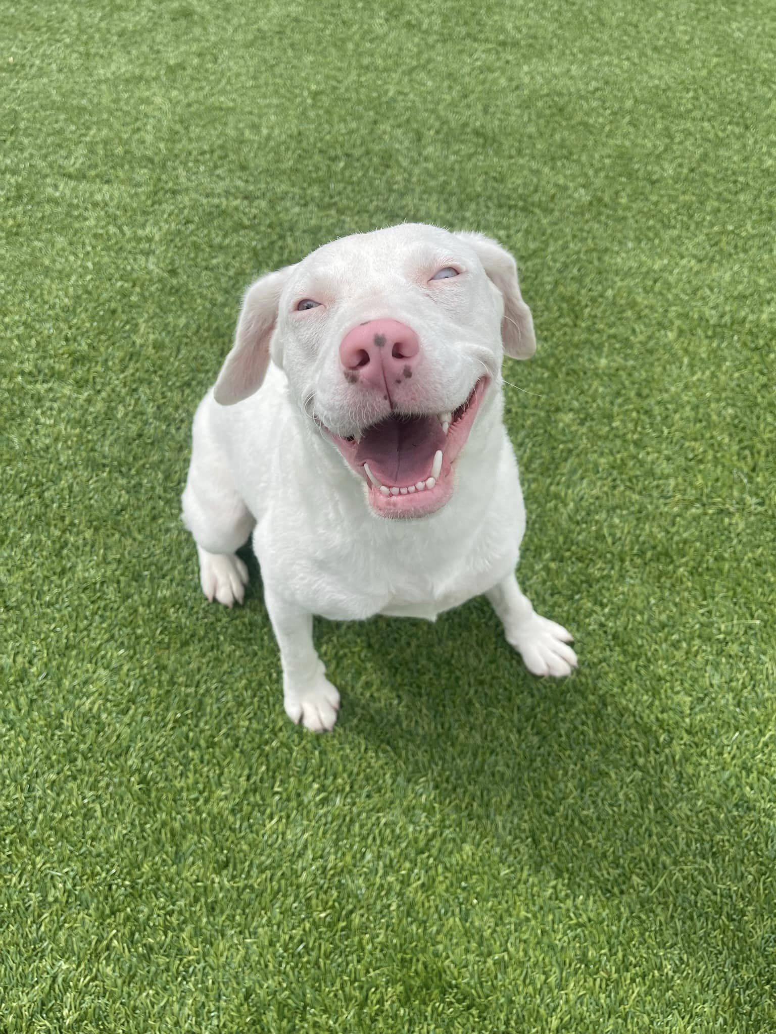 Cotton, an adoptable Australian Shepherd, Pit Bull Terrier in Coralville, IA, 52241 | Photo Image 1