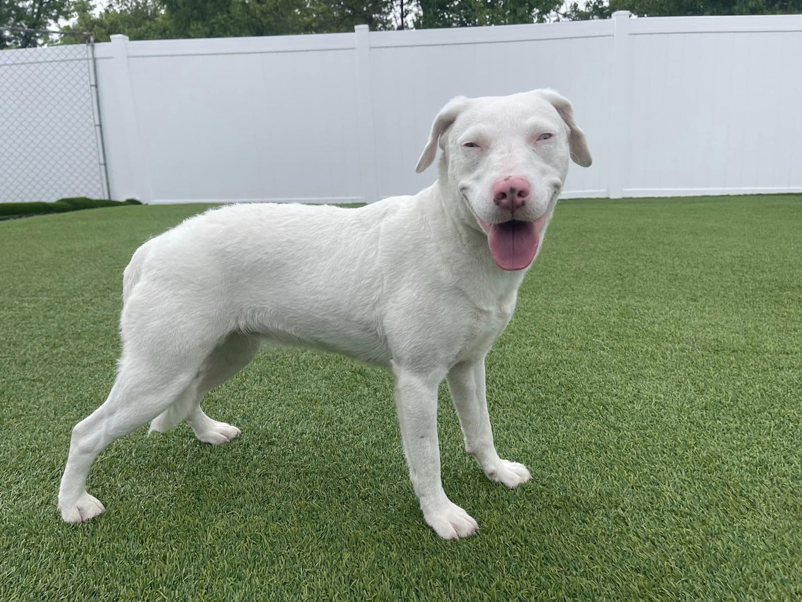 Cotton, an adoptable Australian Shepherd, Pit Bull Terrier in Coralville, IA, 52241 | Photo Image 2