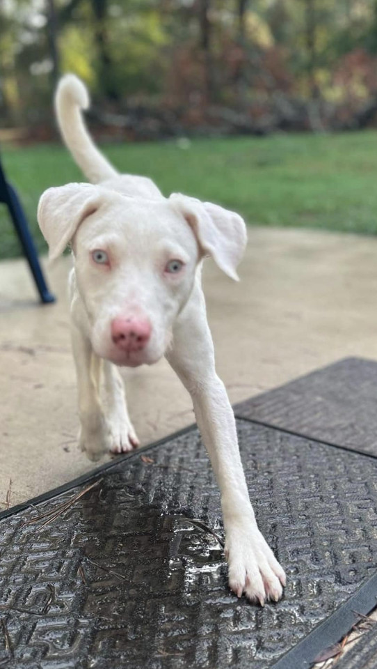Cotton, an adoptable Australian Shepherd, Pit Bull Terrier in Coralville, IA, 52241 | Photo Image 3