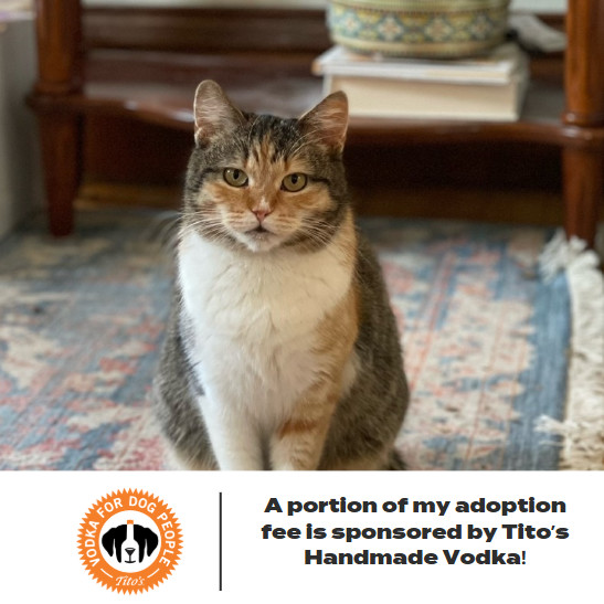Tape C16453 (Sponsored), an adoptable Domestic Short Hair in Minnetonka, MN, 55345 | Photo Image 1