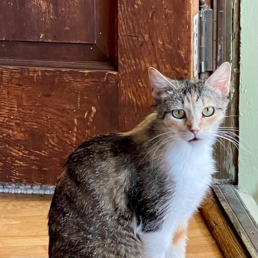 Tape C16453 (Sponsored), an adoptable Domestic Short Hair in Minnetonka, MN, 55345 | Photo Image 2