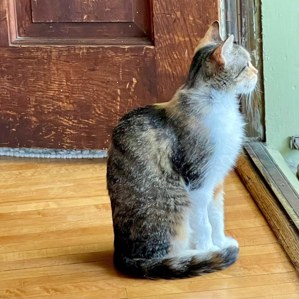 Tape C16453 (Sponsored), an adoptable Domestic Short Hair in Minnetonka, MN, 55345 | Photo Image 3