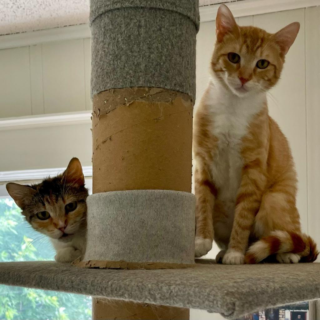 Tape C16453 (Sponsored), an adoptable Domestic Short Hair in Minnetonka, MN, 55345 | Photo Image 4