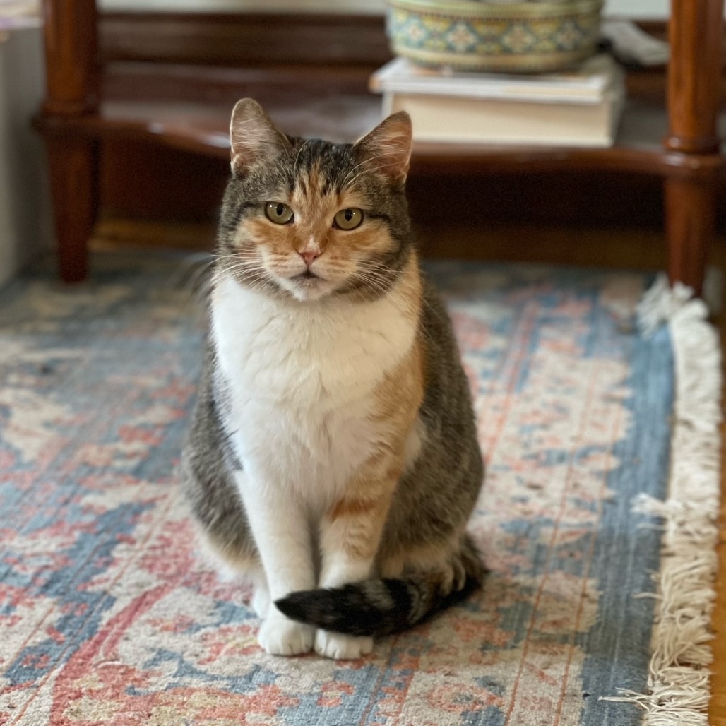 Tape C16453 (Sponsored), an adoptable Domestic Short Hair in Minnetonka, MN, 55345 | Photo Image 5